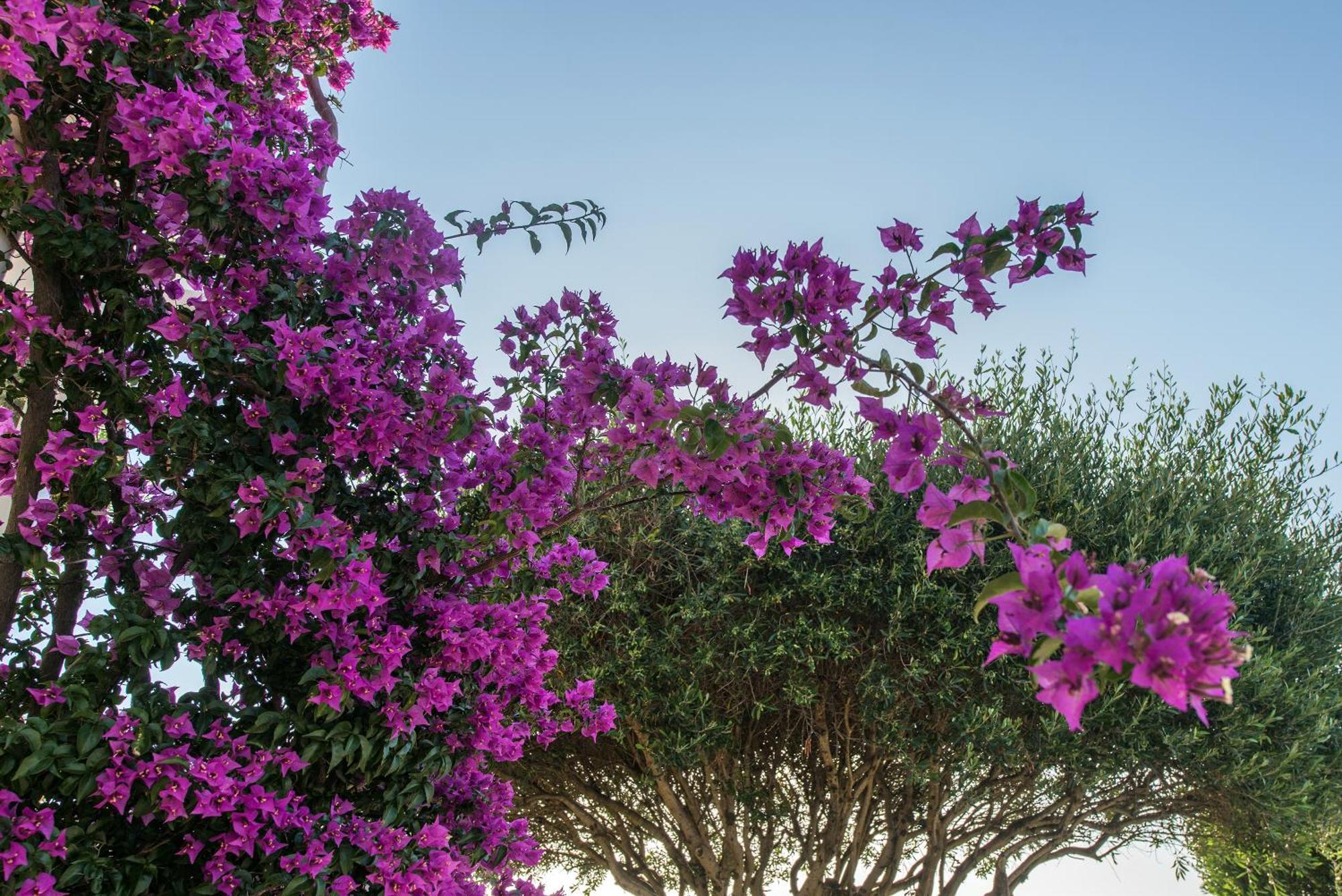 Hill Lofos Hotel Kassiopi Exterior photo